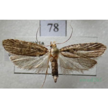Agonopterix liturosa (Haworth, 1811) Czech78